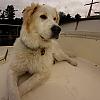 Bailey on the poop deck by smoothmove